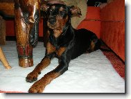 Rot - cerRot Danilo Škubánek